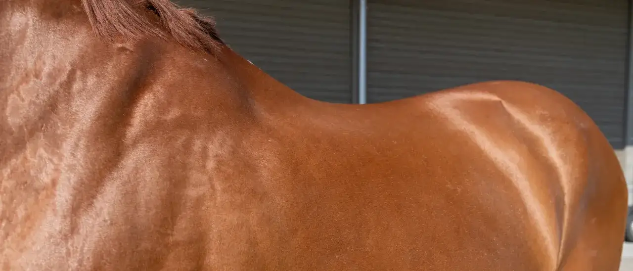 Muscles saillants d'un cheval bai, la crinière brune est visible. Le PSSM chez le cheval peut affecter ces muscles.