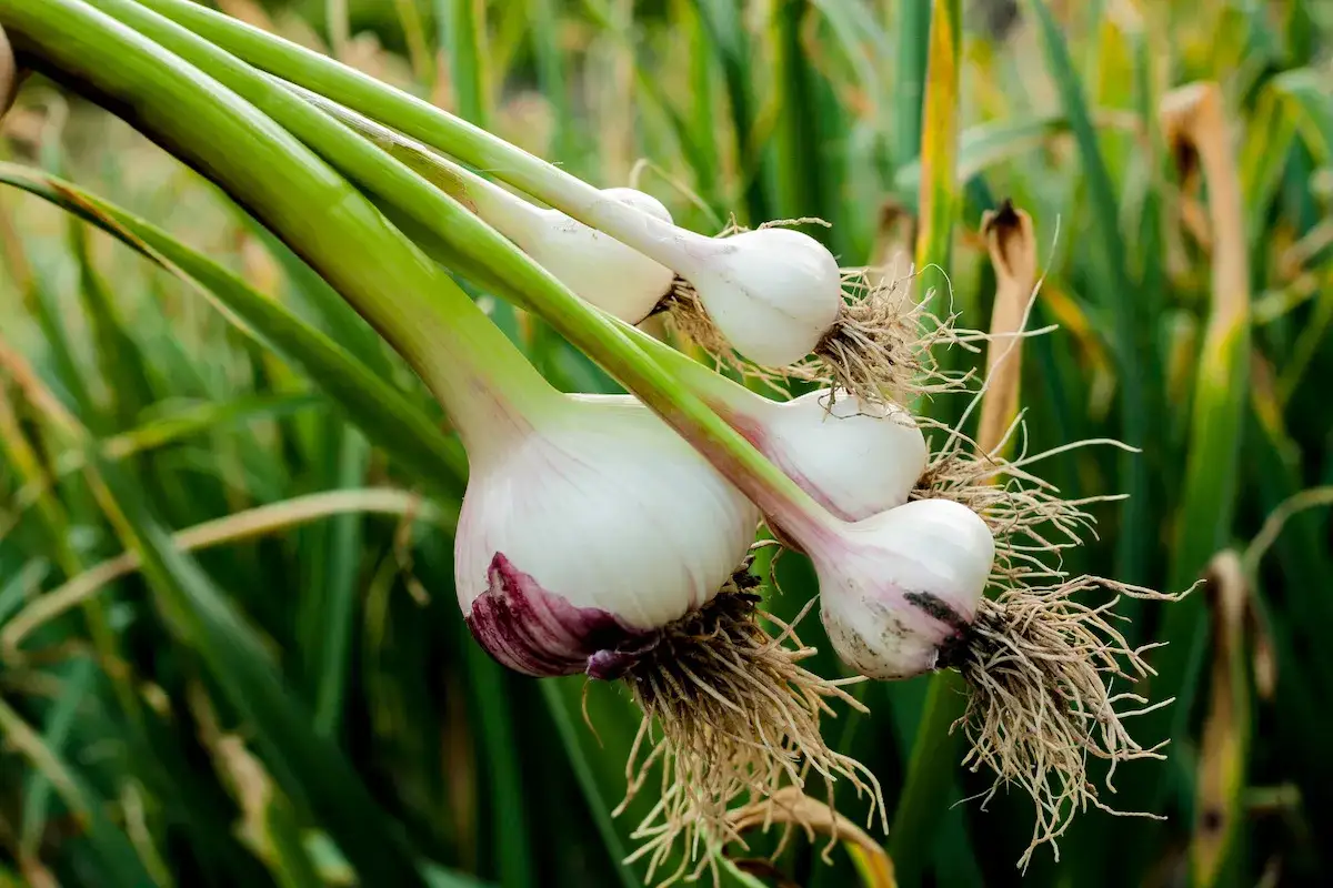 Frisch geernteter knoblauch mit Wurzeln und grünen Stielen, bereit für die Küche.