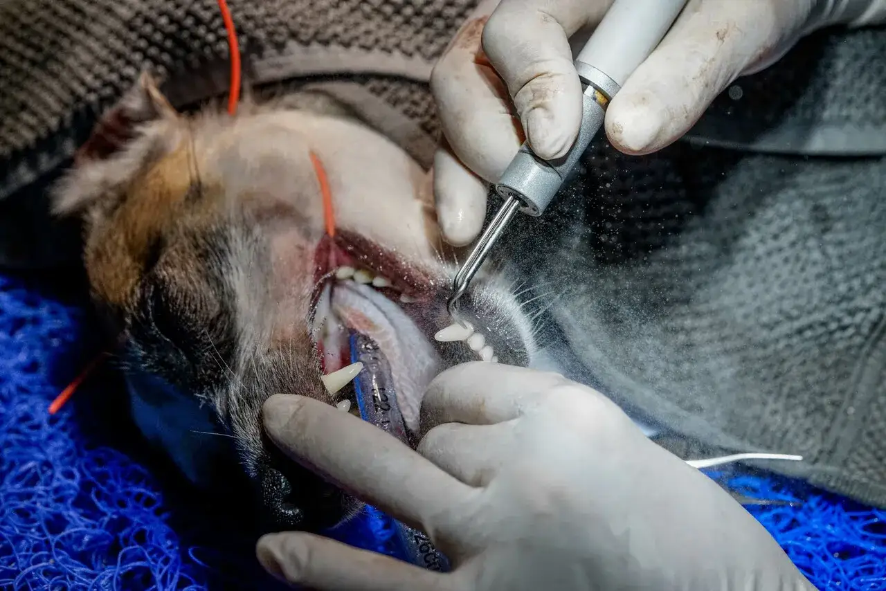 Veterinarian performing dog teeth cleaning with a dental scaler. The dog's mouth is open, showing its teeth and gums.