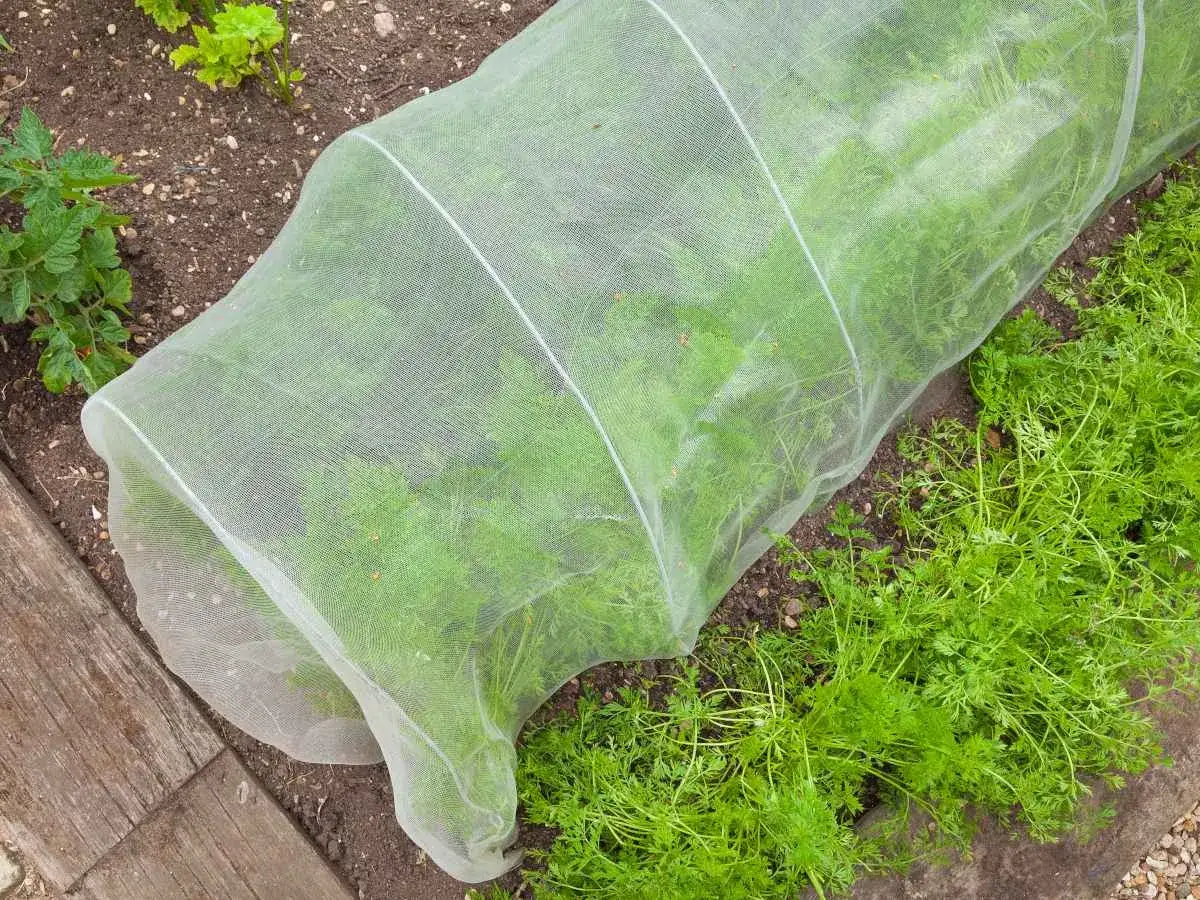 Carottes protégées sous une housse pour un traitement naturel contre la mouche de la carotte.