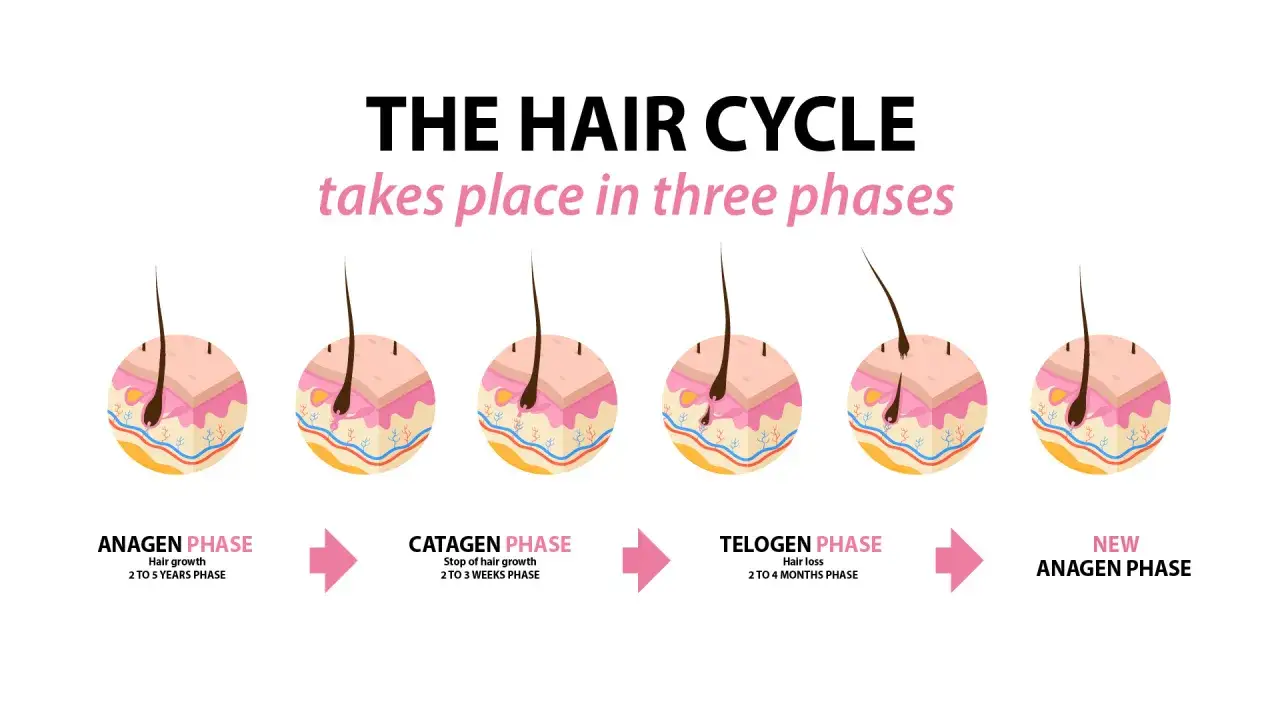 Der Haarzyklus erkl&auml;rt, wie Haare wachsen, stoppen und ausfallen. Starker Haarausfall kann durch Probleme in diesen Phasen entstehen.