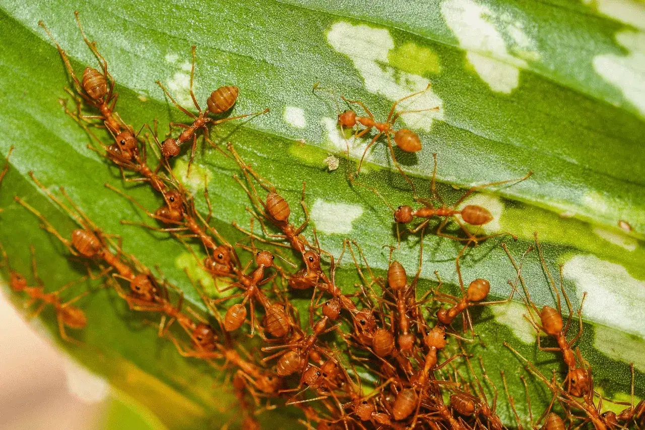 Un gruppo di formiche rosse si muove su una foglia verde. Queste formiche sono importanti per l'ecosistema, aiutano a disperdere i semi e a controllare i parassiti.