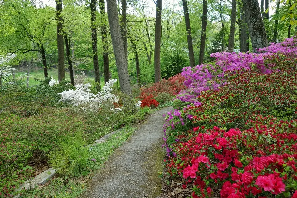 Kolorowa skarpa w ogrodzie, pełna kwitnących azalii i rododendron&oacute;w, zachwyca wiosennymi inspiracjami.
