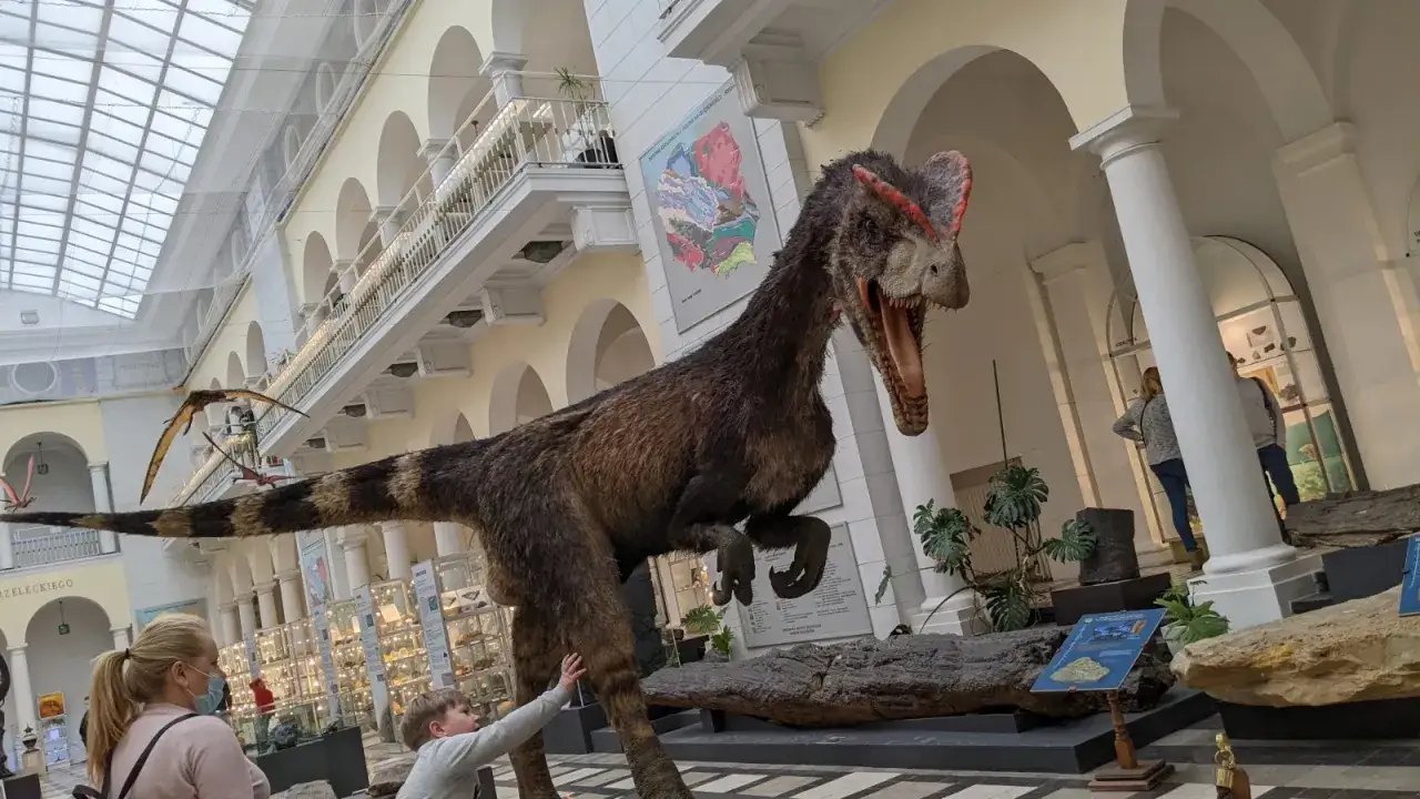 W muzeum dinozaur&oacute;w w Warszawie chłopiec wyciąga rękę do realistycznego modelu drapieżnika.