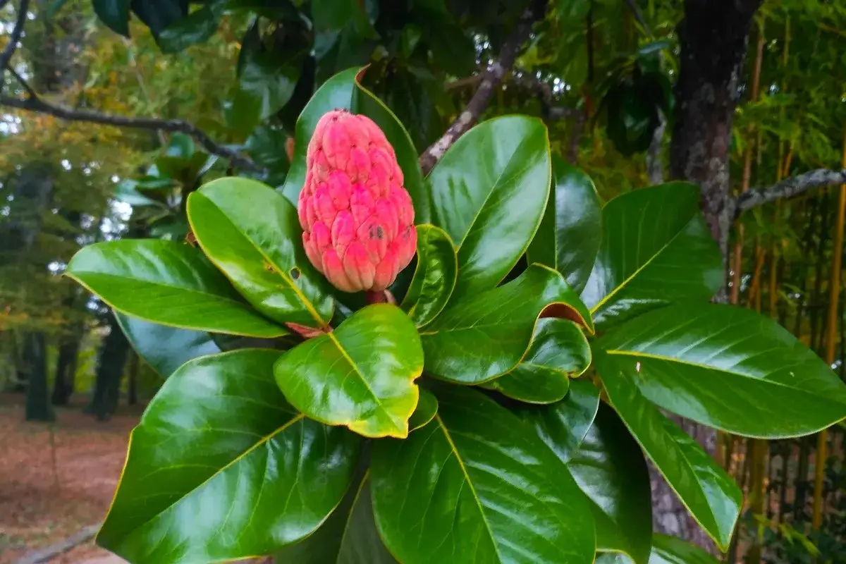 Różowe, szyszkowate owocostany magnolii, otoczone błyszczącymi, zielonymi liśćmi. Różne odmiany magnolii zachwycają swym wyglądem.
