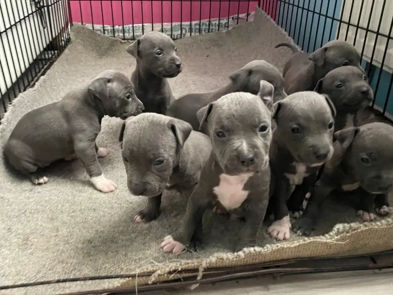 Urocze szczenięta amstaff, szare z białymi znaczeniami, w klatce. Zapytaj o amstaff cena.