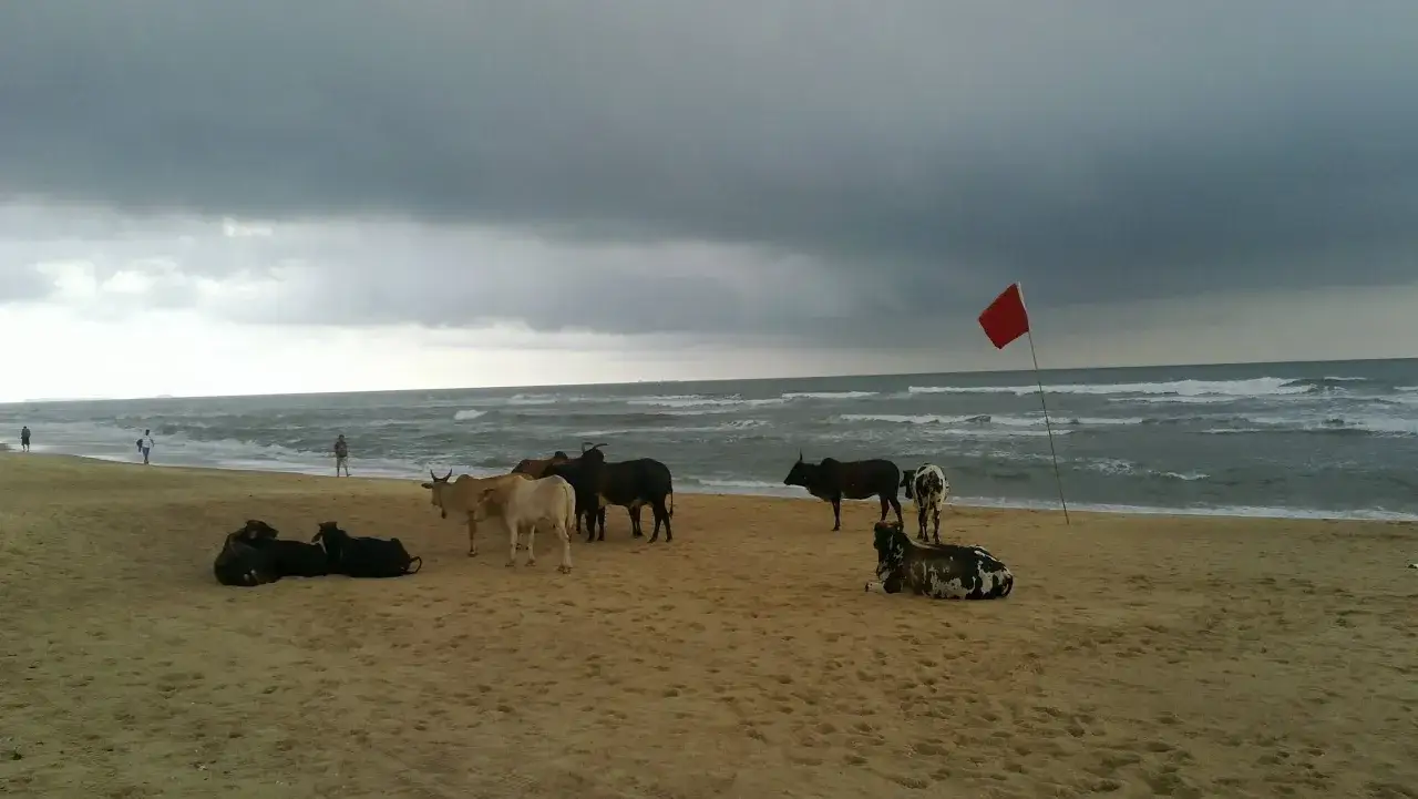 Kor p&aring; stranden i Goa, Indien. En r&ouml;d flagga varnar f&ouml;r farligt hav.