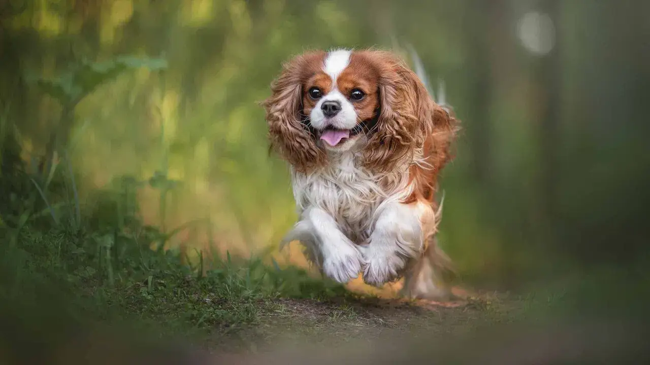 Radosny cavalier king charles spaniel biegnie przez trawę. Te psy żyją długo, ciesząc się aktywnością.