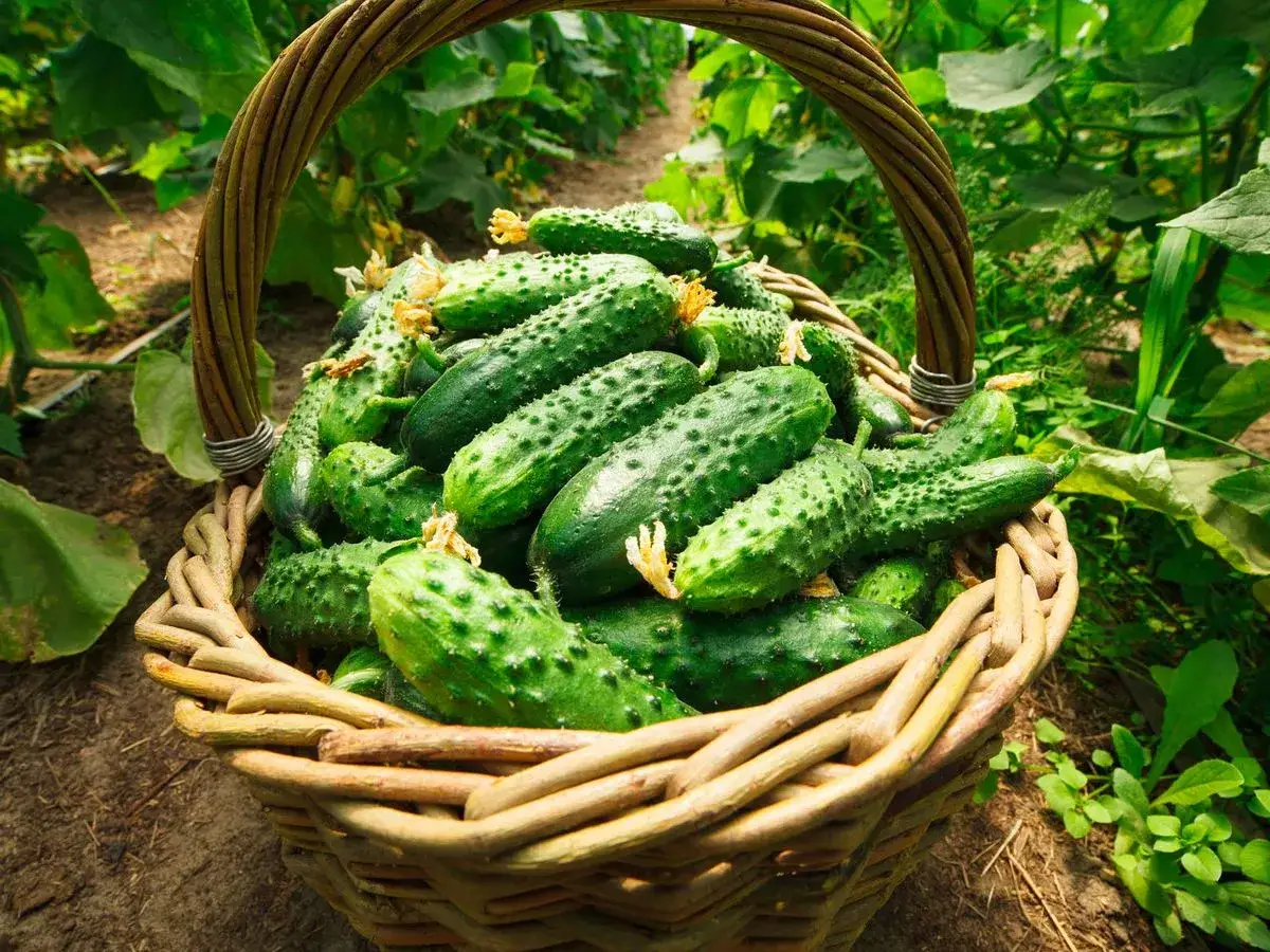 Cesta de pepinos recién cosechados. ¡No te dejes engañar por su frescura, el pepino engorda si lo comes en exceso!