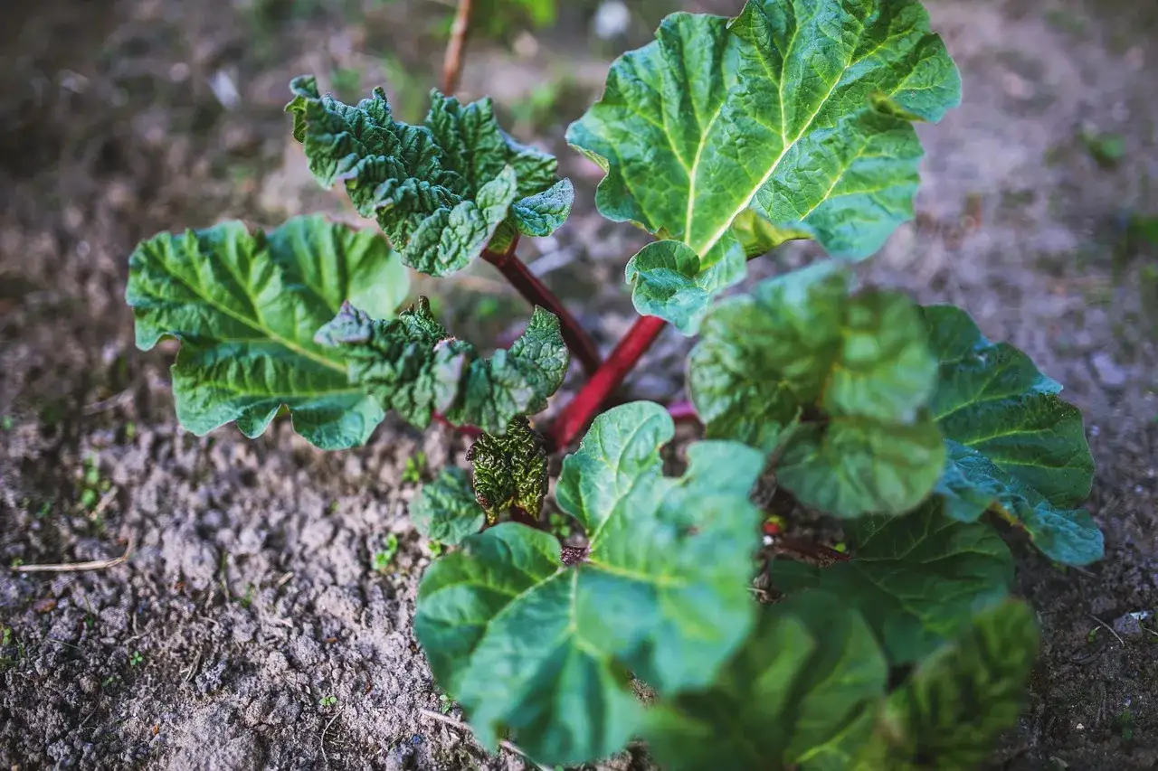 Jeunes pousses de semis rhubarbe, aux feuilles vertes et nervurées, avec des tiges rouges éclatantes, prêtes à grandir dans le jardin.