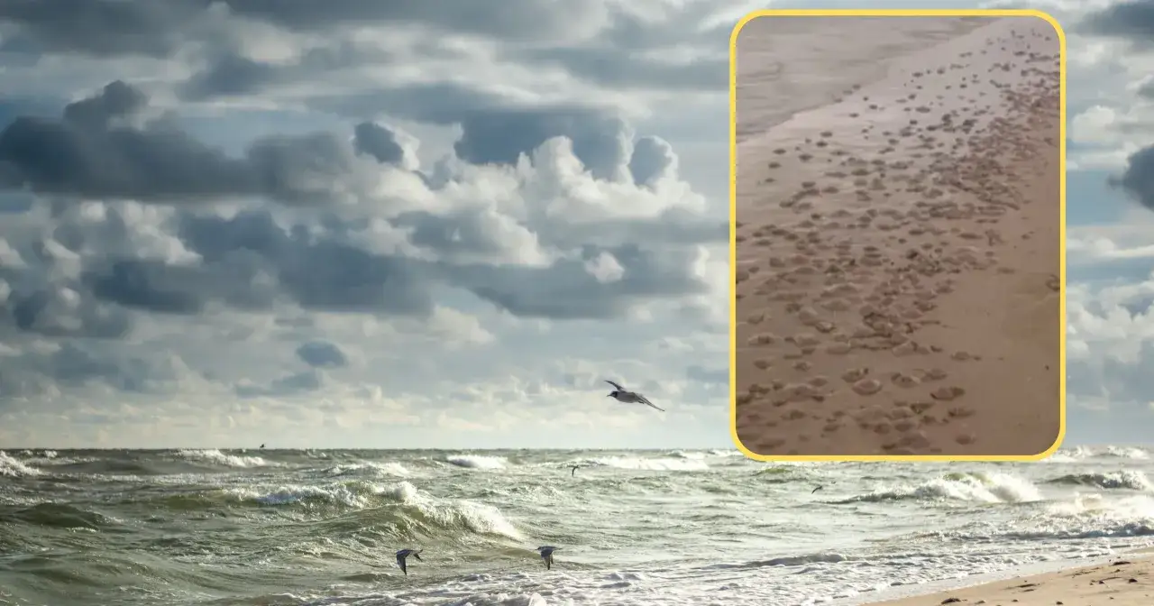 Burza na Bałtyku, mewy szybujące nad wzburzonym morzem. W oddali widać plażę z licznymi śladami, które mogą sugerować, czy w Bałtyku są meduzy.