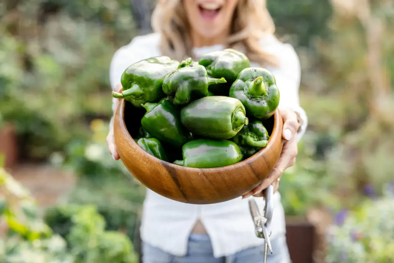 A person holds a wooden bowl overflowing with freshly harvested green pepper plants, their vibrant color a testament to a bountiful garden.