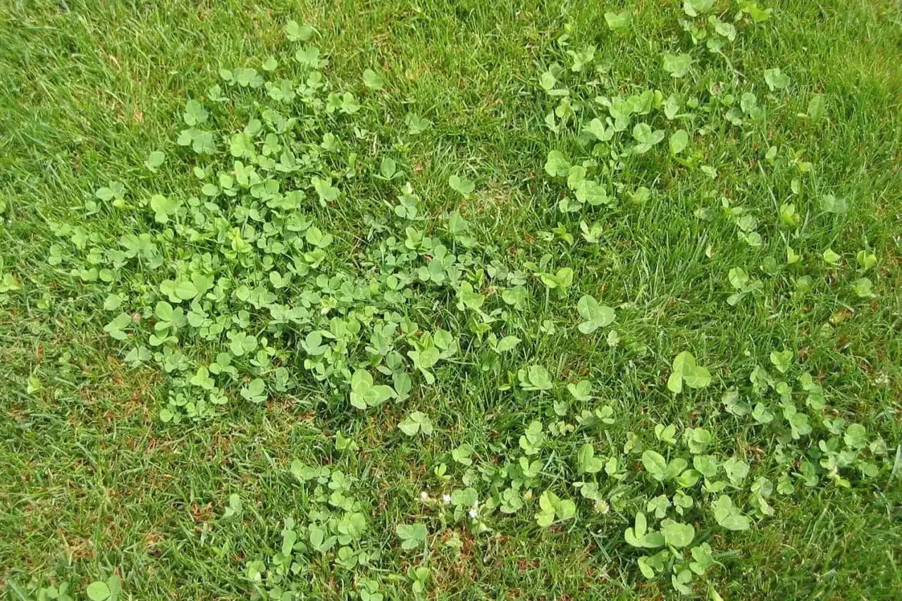 Gr&uuml;ner Rasen mit vielen kleinen Klee-Bl&auml;ttern, die sich zwischen den Grashalmen ausbreiten.