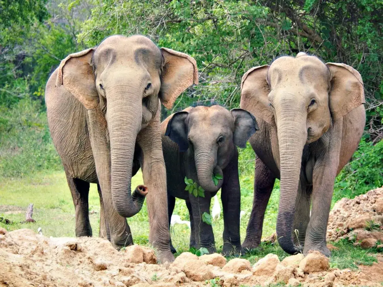 Drei Elefanten, zwei erwachsene und ein Jungtier, im Yala Nationalpark Sri Lanka. Das Jungtier frisst Blätter.