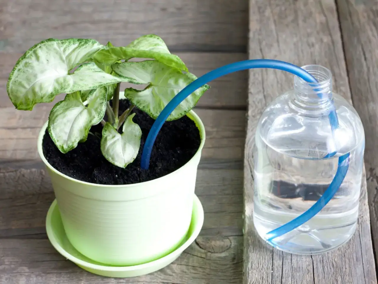 Un semplice irrigatore automatico per vasi fai da te, con un tubicino blu che porta acqua da una bottiglia a una pianta in vaso.