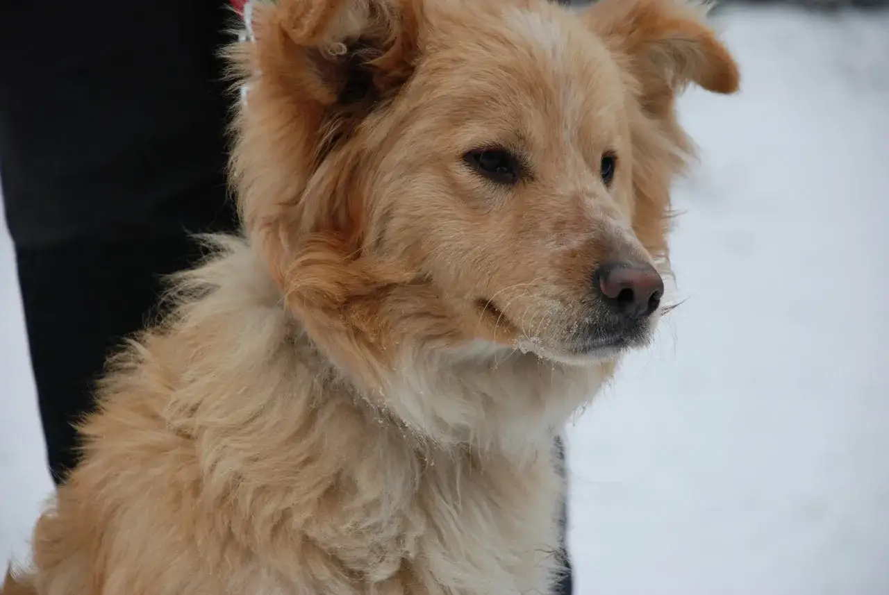 Uroczy mieszaniec labradora z kundlem, z puszystym futrem i bystrymi oczami, wygląda w śnieżną dal.