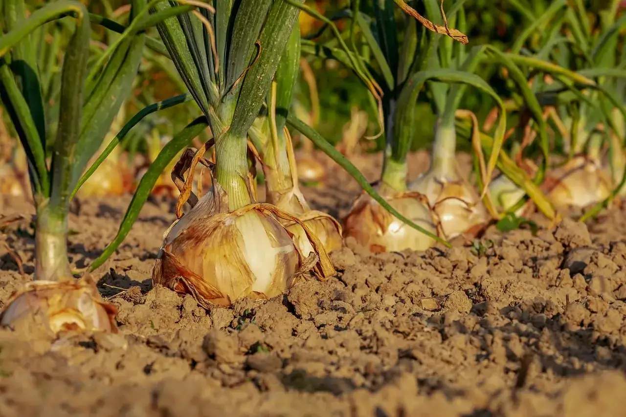 Reife Zwiebeln wachsen im Boden. Die grünen Blätter ragen empor, bereit zur Ernte.