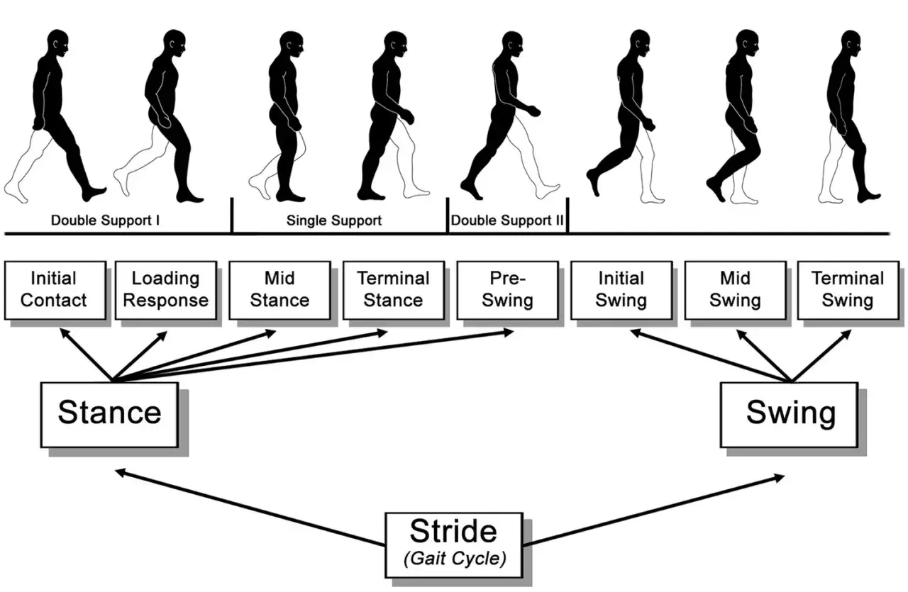 Diagramma delle fasi della camminata, utile per studiare la difficolt&agrave; a camminare in neurologia.