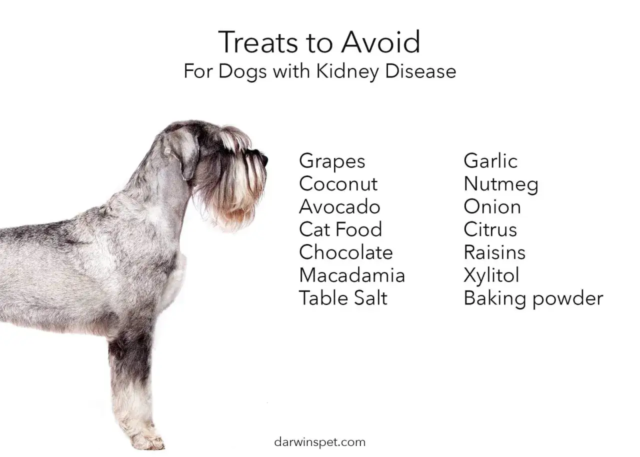 Liste des aliments interdits pour insuffisance r&eacute;nale chien : raisins, noix de coco, avocat, nourriture pour chat, chocolat, macadamia, sel de table, ail, muscade, oignon, agrumes, raisins secs, xylitol, levure chimique.