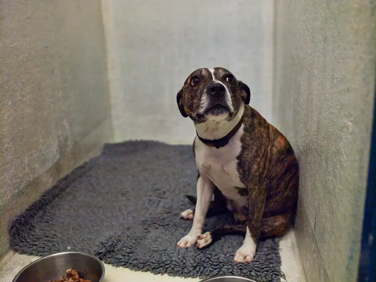 A brindle dog sits on a mat in a kennel, looking up hopefully. This image prompts thoughts on what to do with a stray dog, like offering food and shelter.