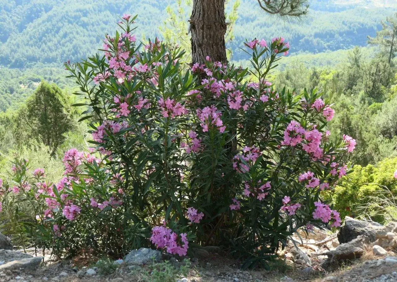 En buske med rosa blommor av nerium oleander st&aring;r stolt framf&ouml;r en gr&ouml;nskande bergssluttning.