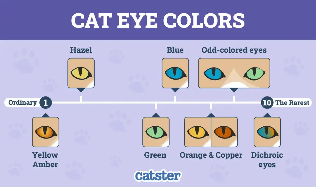 Chart of cat eye colors, from ordinary yellow-amber to rare dichroic eyes.