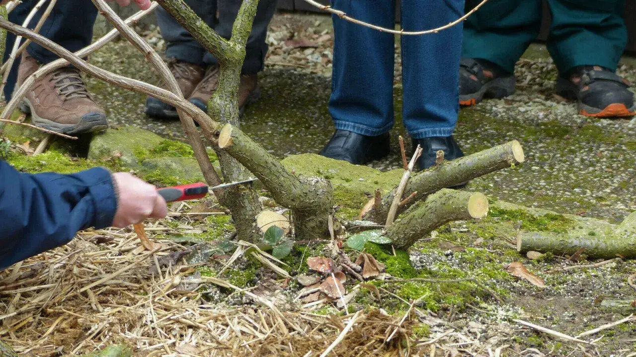 Gartenarbeit: Ein Ast wird für das **haselnuss schneiden** mit einem scharfen Messer abgesägt.