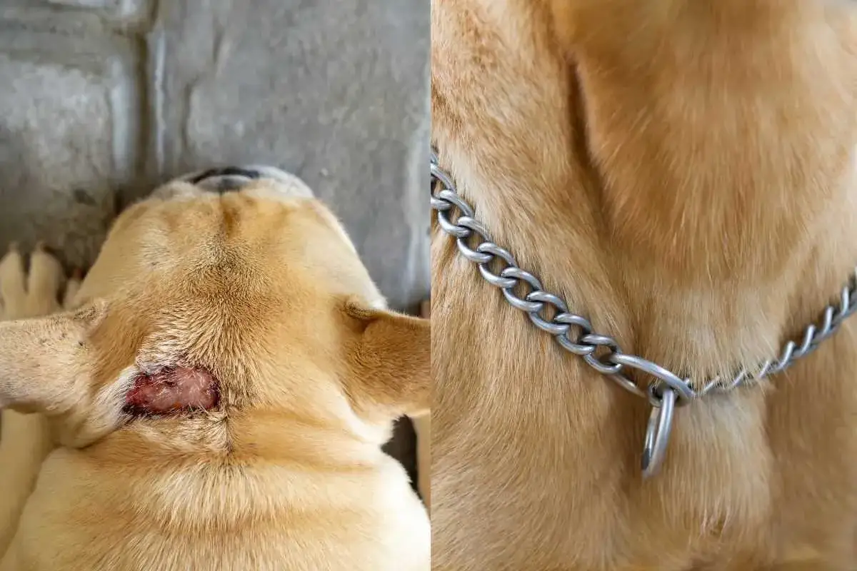 Cane con cisti cheratinica sul collo, ferita visibile. A destra, il pelo del cane con collare a catena.