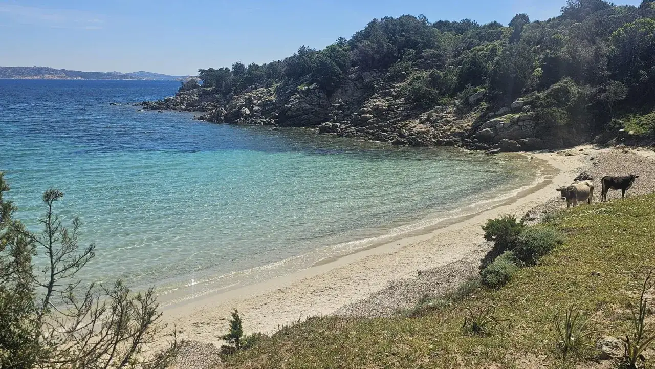 Due mucche pascolano su una collina fiorita che si affaccia su una baia cristallina dell'isola di Culuccia.
