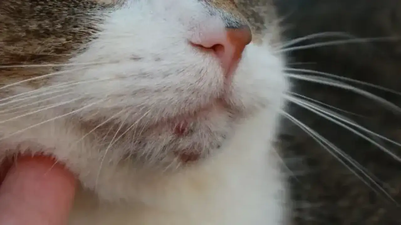 Primer plano del pelaje de gato enfermo, mostrando irritación y costras en la barbilla.