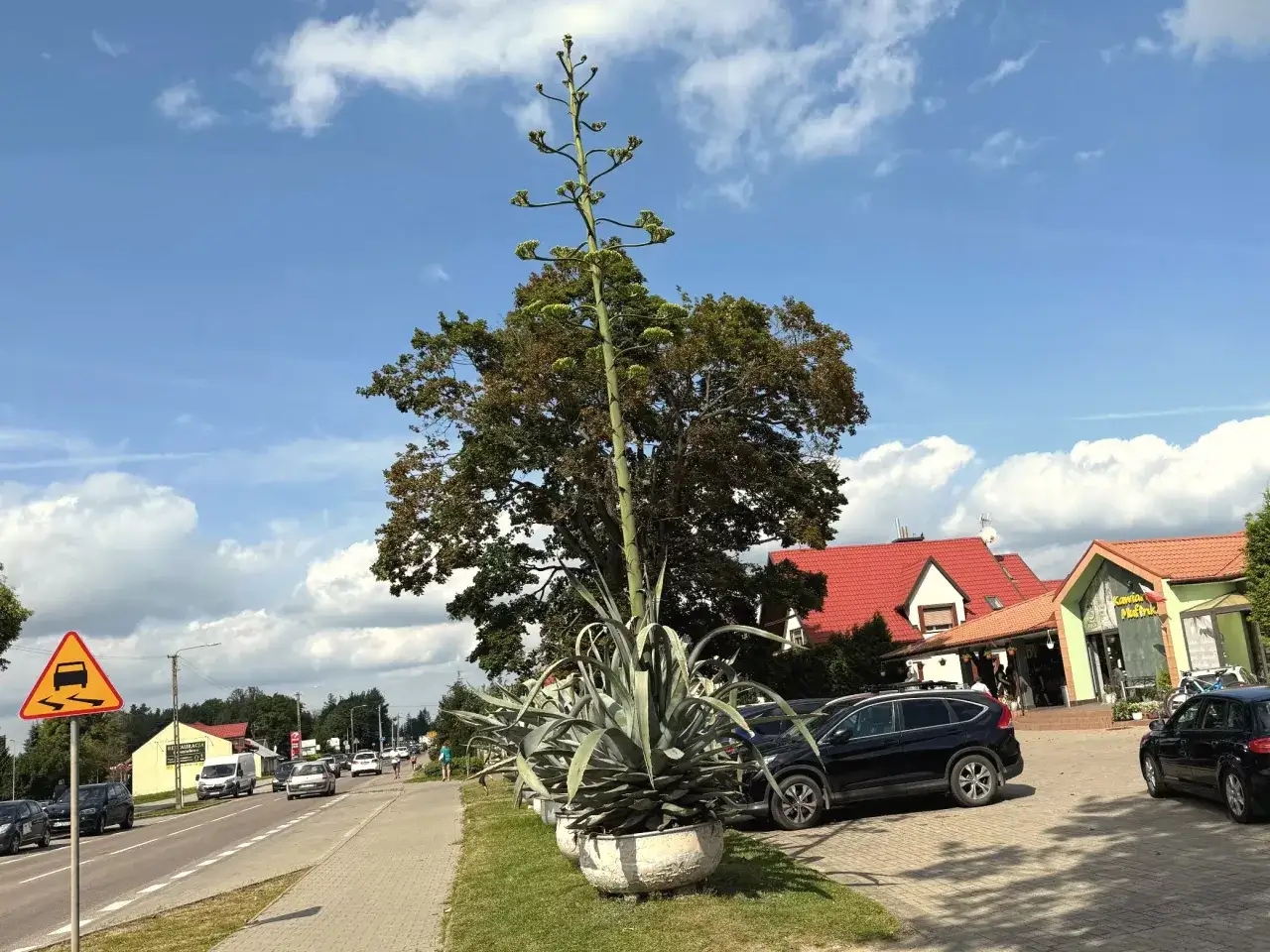 Gigantyczny agawa kwiat wyrasta ponad drzewa, obok drogi i budynków.
