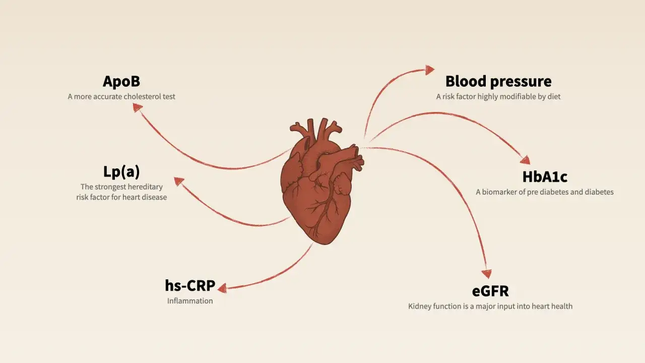 Grafika przedstawia serce z zaznaczonymi wskaźnikami: ciśnienie krwi, HbA1c, eGFR, hs-CRP, Lp(a), ApoB. To najdokładniejsze badanie serca.