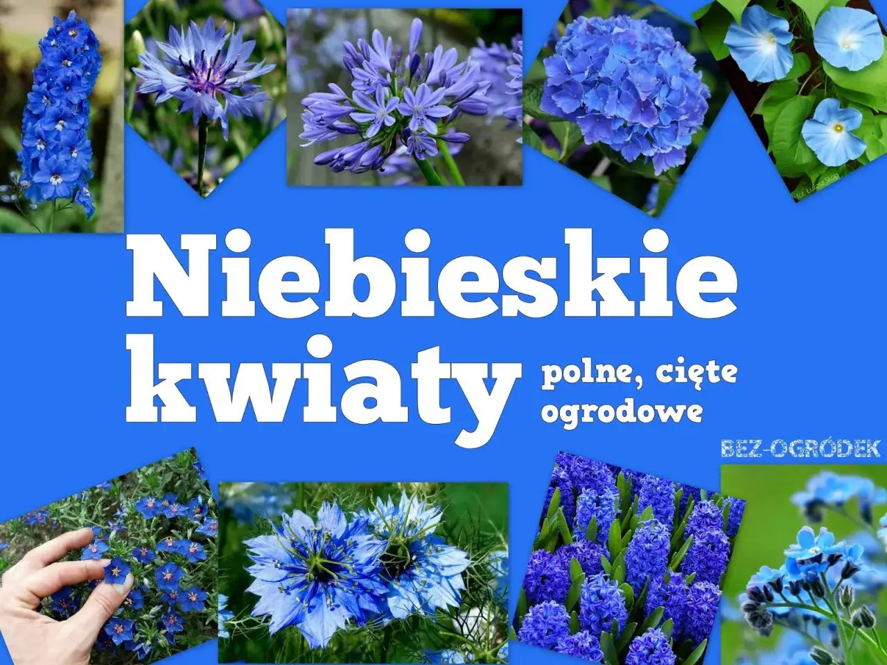 Niebieskie kwiaty wiosenne: ostróżki, chabry, agapanty, hortensje, powoje, czarnuszki, hiacynty i niezapominajki.