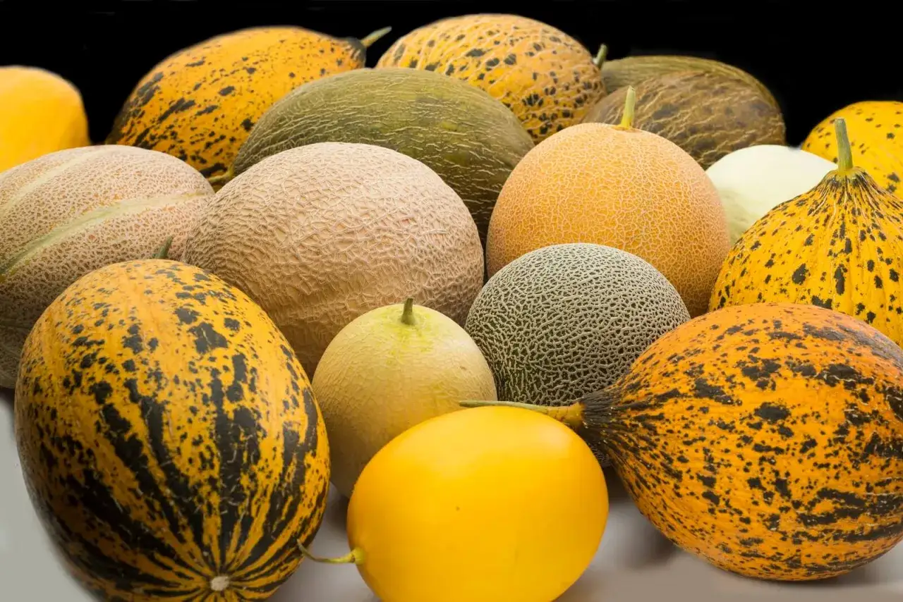 Rodzaje melonów w Polsce