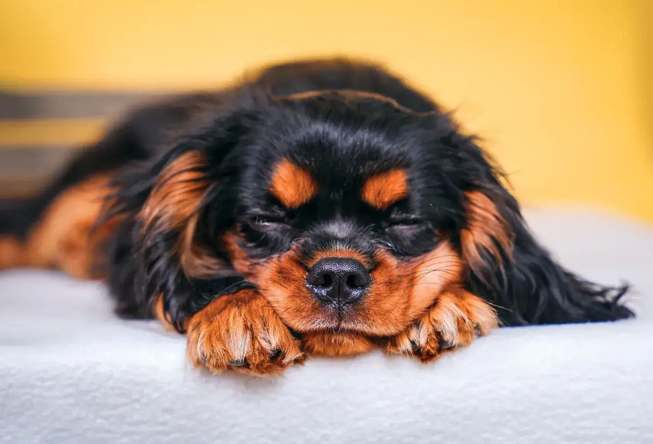 Śpiący piesek rasy Cavalier King Charles Spaniel, uosobienie spokojnych ras psów. Jego czarno-brązowa sierść i łapki tworzą uroczy obrazek.