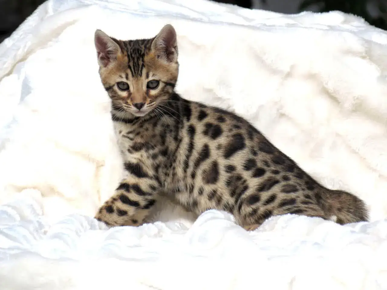 Un tierno gatito de bengala, con su pelaje moteado, descansa sobre una manta blanca y esponjosa.