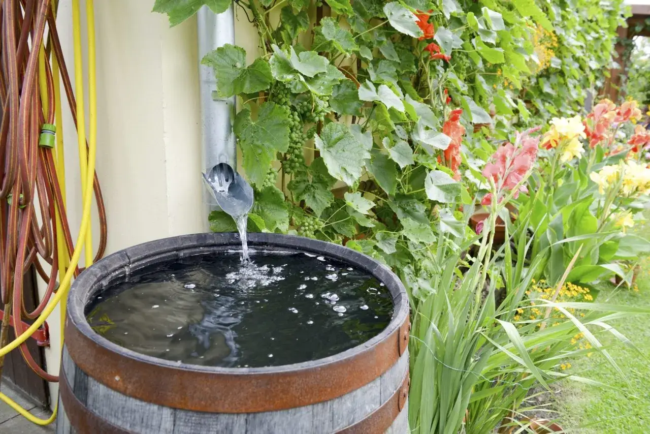 Barril recogiendo agua de lluvia, una forma de evitar mosquitos en el jard&iacute;n. Mangueras y flores completan la escena.