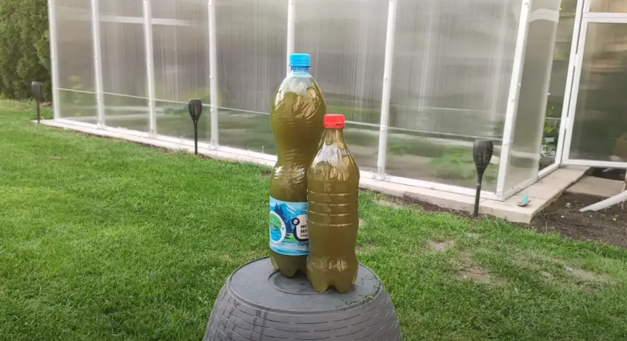 Dwie butelki z zielonkawym płynem, domowy nawóz z dużą ilością azotu, gotowy do użycia w ogrodzie.