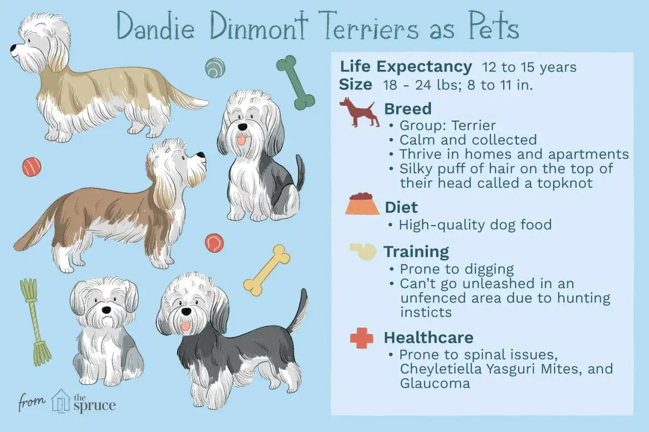 Urocze ilustracje psów rasy dandie dinmont terrier z informacjami o ich pielęgnacji, diecie i zdrowiu.