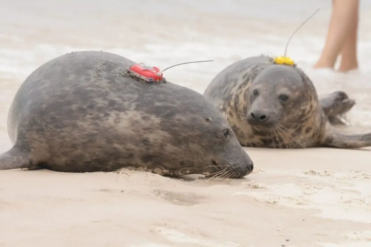 Dwie foki na plaży, jedna z czerwonym nadajnikiem, druga z żółtym. Czy foka to ssak? Tak, to uroczy ssak morski.