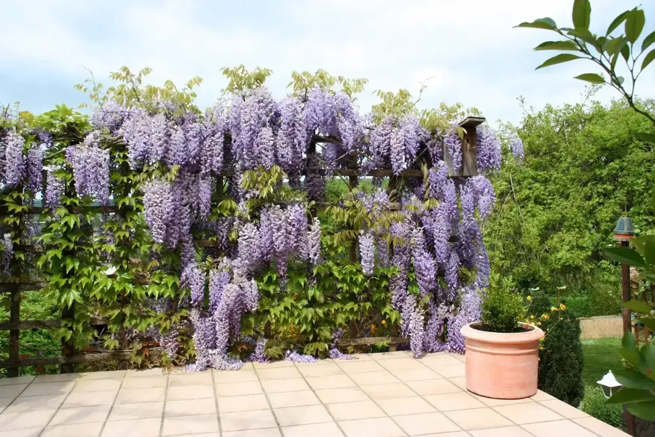 Wspaniała wisteria w donicy tworzy fioletowy wodospad na drewnianej pergoli, ozdabiając taras.