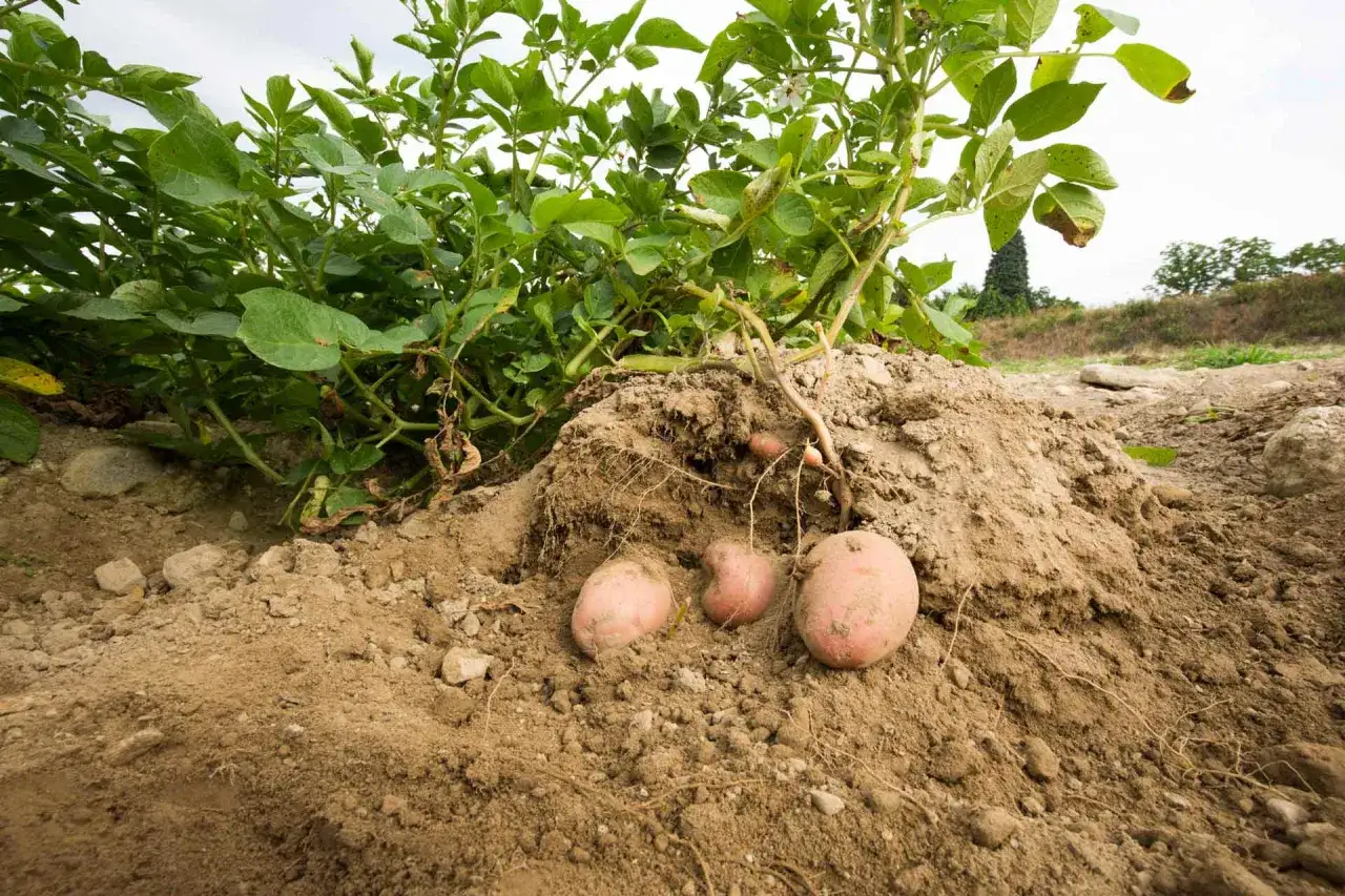 La terra rivela i suoi tesori: una pianta di patate con tuberi rosa pronti per essere raccolti.