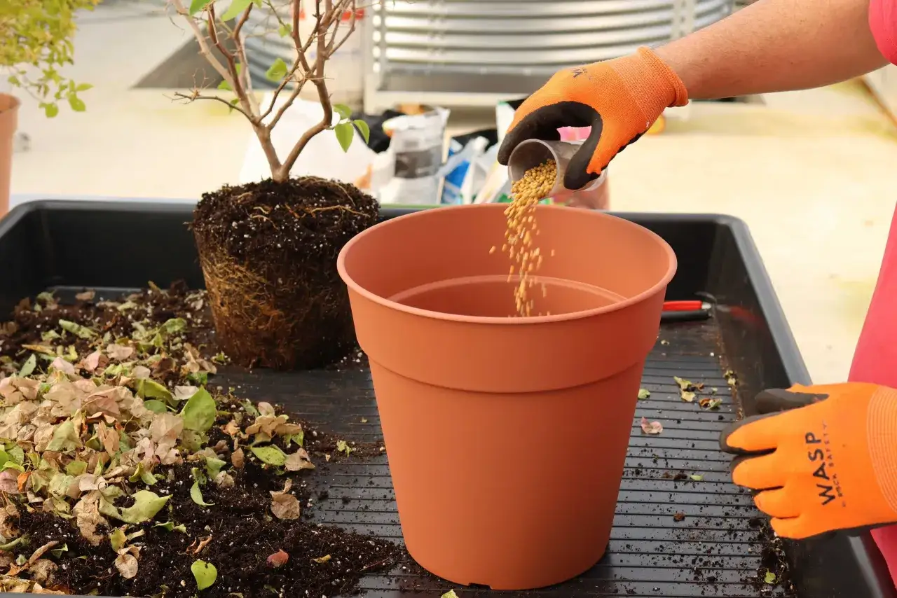 Maintenant, le rempotage du bougainvillier commence. Des billes d'engrais sont versées dans un nouveau pot en terre cuite.