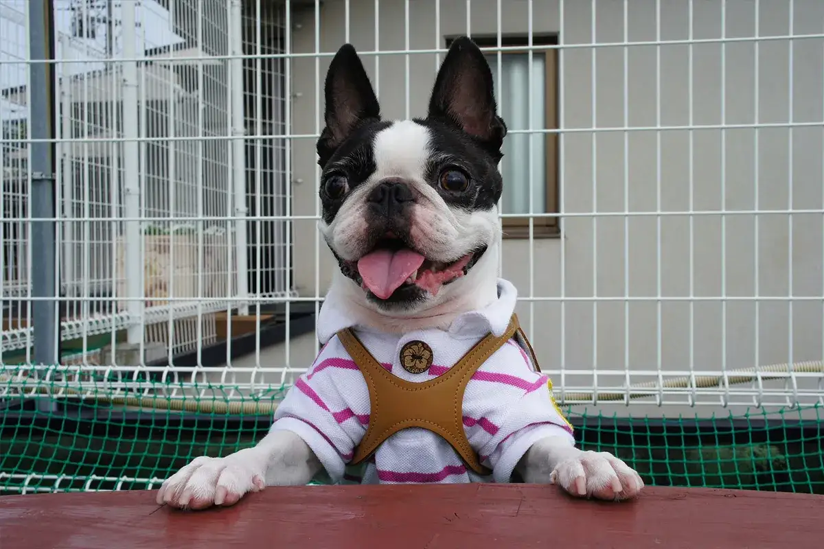 Uroczy boston terrier miniaturka w koszulce i szelkach, z językiem na wierzchu, opiera łapki na drewnianym blacie.