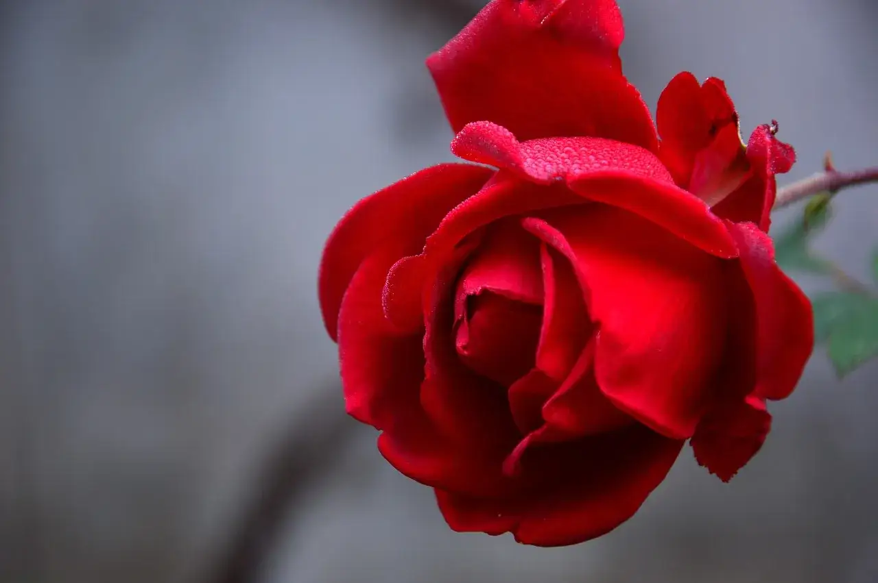 Czerwona róża z kroplami rosy. To symbol miłości i namiętności, co oznacza czerwona róża.