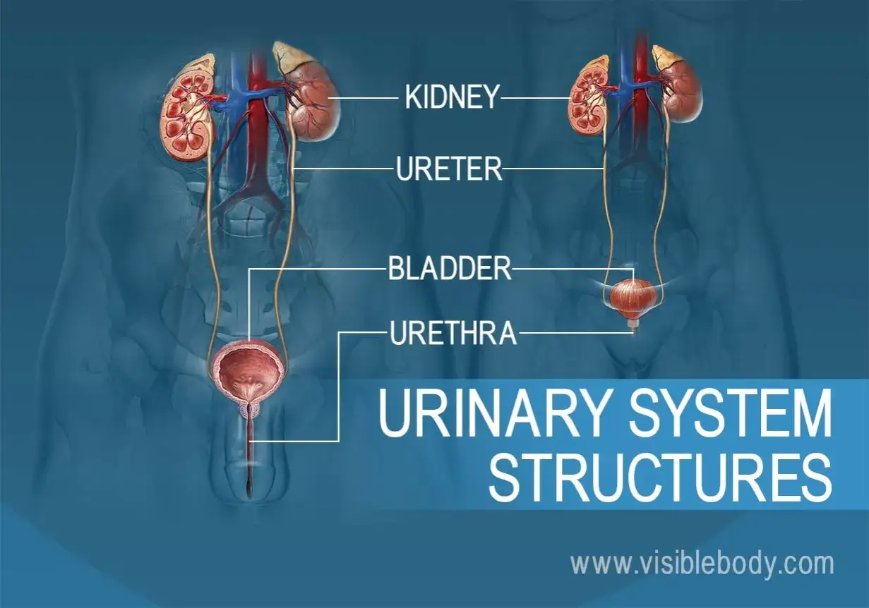Anatomia układu moczowego mężczyzny: nerki, moczowody, pęcherz i cewka moczowa. Kluczowe dla prawidłowego oddawania moczu u mężczyzn.