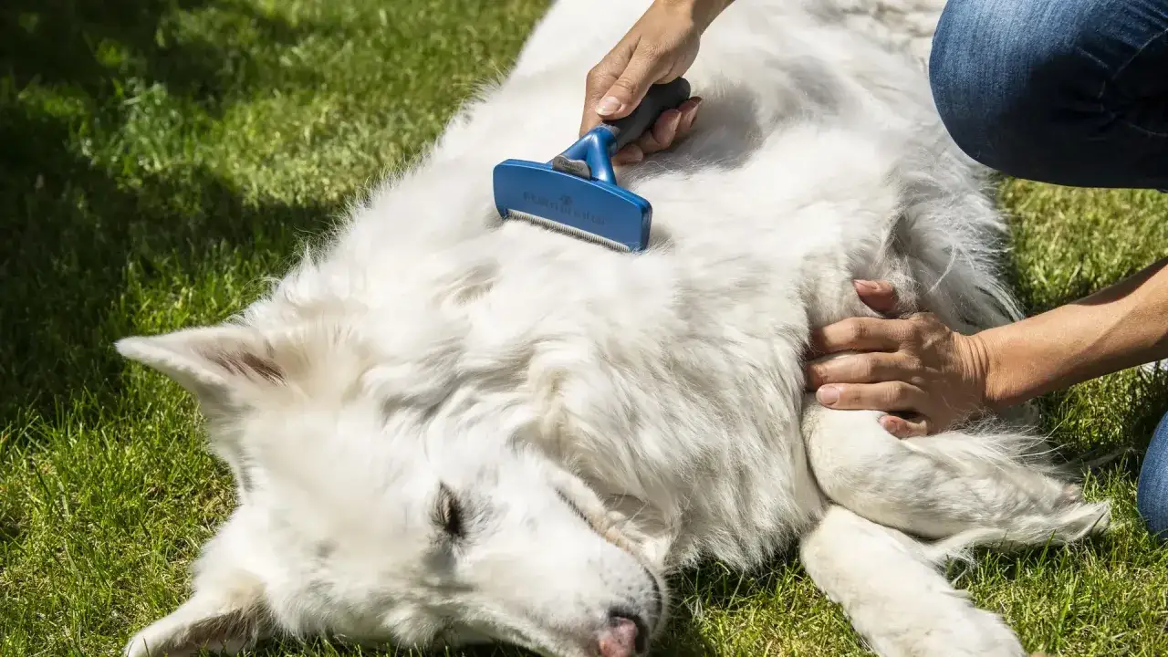 Un cane bianco sdraiato sull'erba viene spazzolato. La muta del cane è un processo naturale, ma quanto dura?