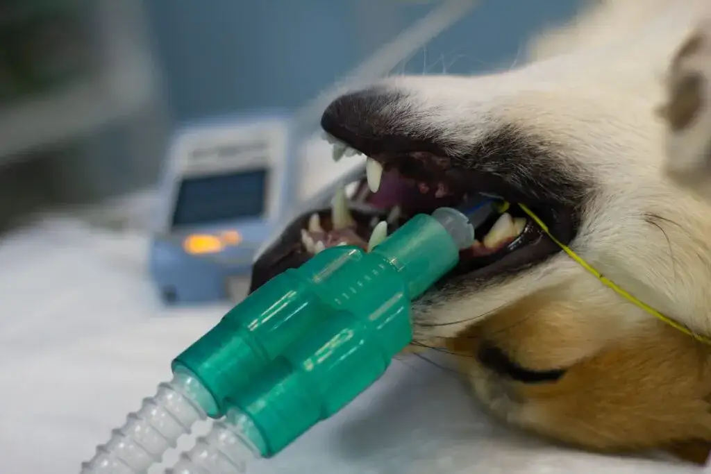 Tierarzt injiziert Hund Narkosemittel