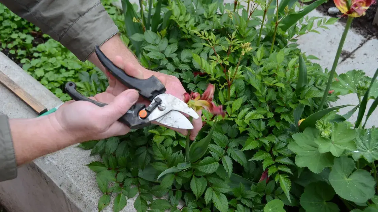 H&auml;nder som anv&auml;nder sekat&ouml;r f&ouml;r att besk&auml;ra en blomma, en del av konsten att besk&auml;ra tr&auml;d och buskar.