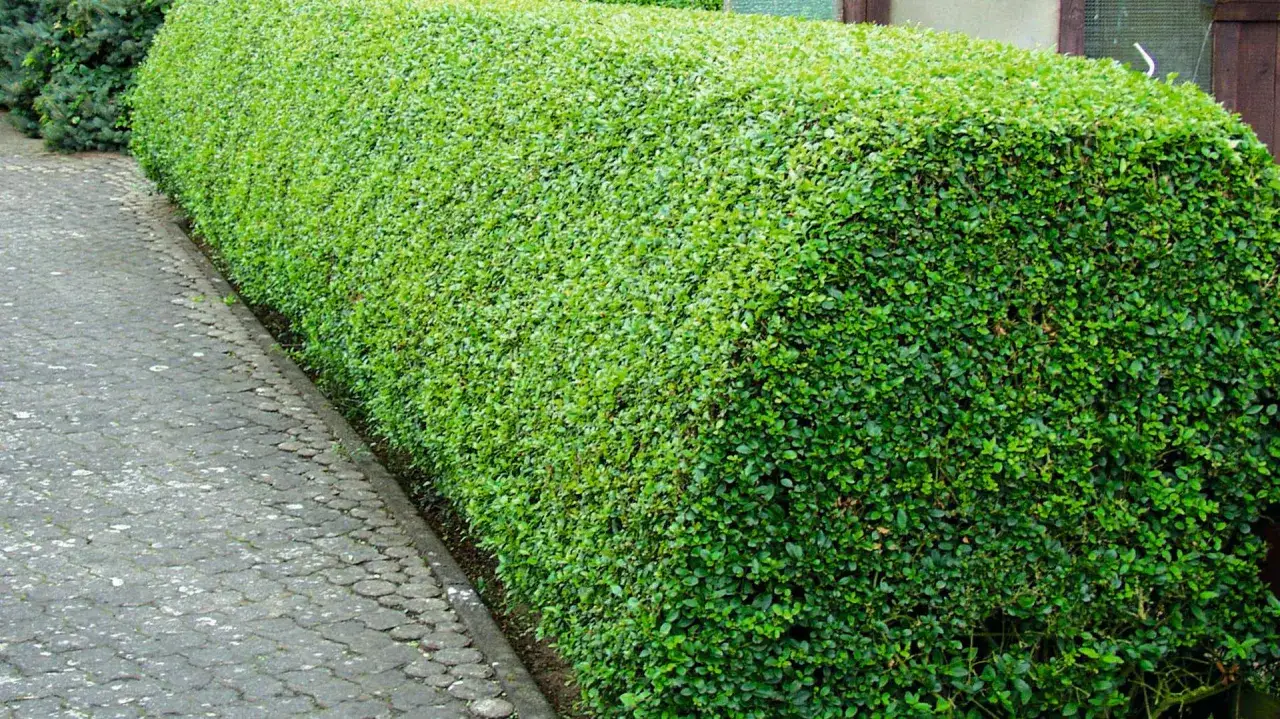 Ein perfekt geschnittener, dichter grüner Busch neben einem gepflasterten Weg. Die Hecke wartet auf das koniferen schneiden.